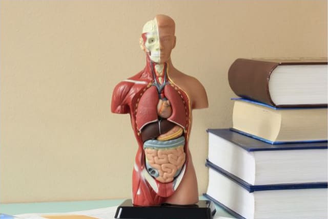 Human physiology for the article The Science Behind GLP-1 Transforming Obesity Treatment Through Hormonal Innovation