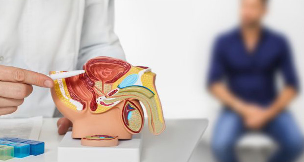 Medical professional pointing to a model of the human urinary tract and related male reproductive organs with patient in the background