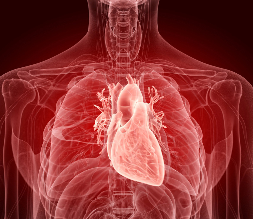 Image of a human heart for the blog post on A Man's Guide to the Six Leading Causes of Death